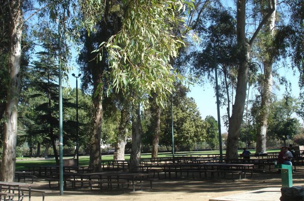 Euc Grove  ALL (12)